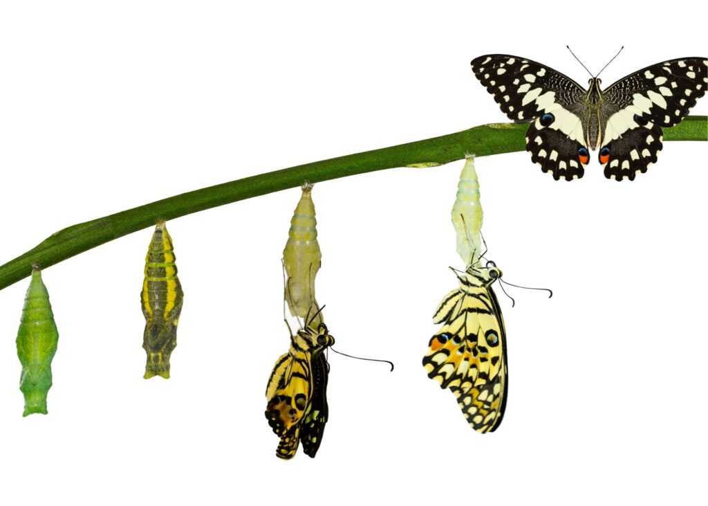 using s sr. move manager to help sell a house is useful to the transformation accomplished through proper staging.